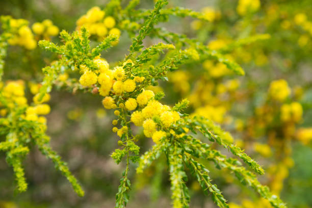istock acacia truncata flowers 909084924