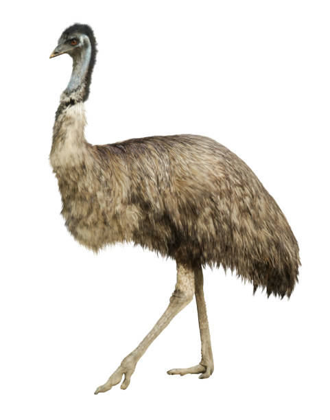 istock Adult ostrich isolated 909084934