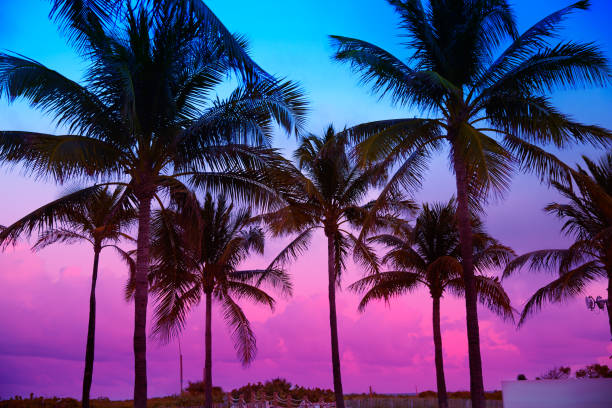 Miami Beach South Beach sunset palm trees Florida Miami Beach South Beach sunset palm trees in Ocean Drive Florida south beach photos stock pictures, royalty-free photos & images