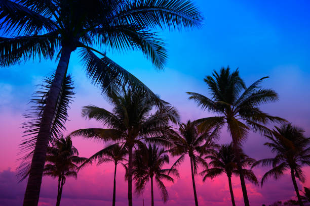 istock Miami Beach South Beach sunset palm trees Florida 909085090