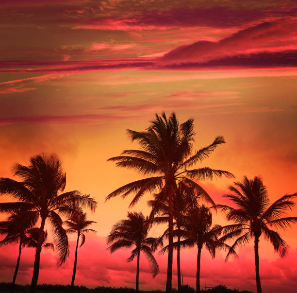 Miami Beach South Beach sunset palm trees in Ocean Drive Florida