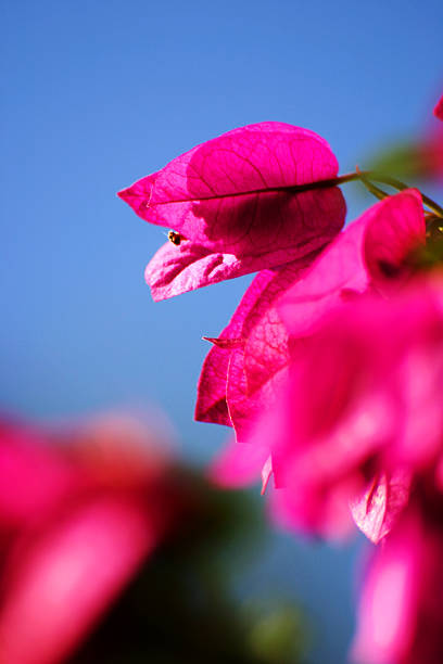 rosa - close to moving up closed single flower - fotografias e filmes do acervo