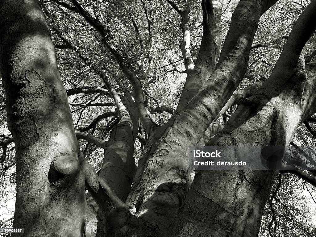 Quercia in autunno - Foto stock royalty-free di Albero