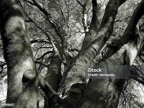 Quercia In Autunno - Fotografie stock e altre immagini di Albero - Albero, Autunno, Ceppo