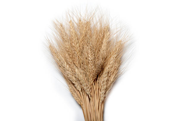 istock Sheaf of yellow wheat spikelets on the white background 909088484