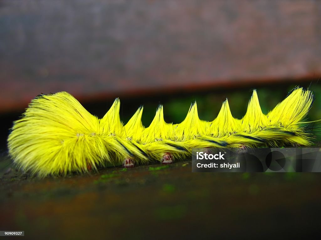 Helle gelbe Caterpillar - Lizenzfrei Berühren Stock-Foto