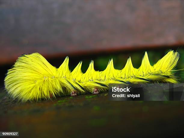 Helle Gelbe Caterpillar Stockfoto und mehr Bilder von Berühren - Berühren, Bizarr, Borste