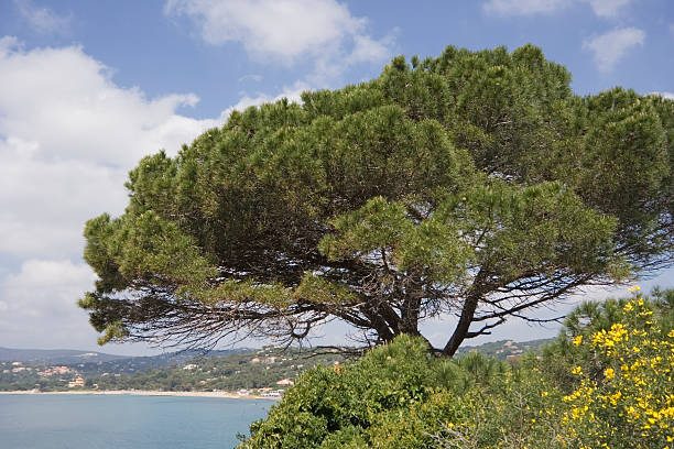 stone pine on the coast of mediterranean sea  cusp stock pictures, royalty-free photos & images