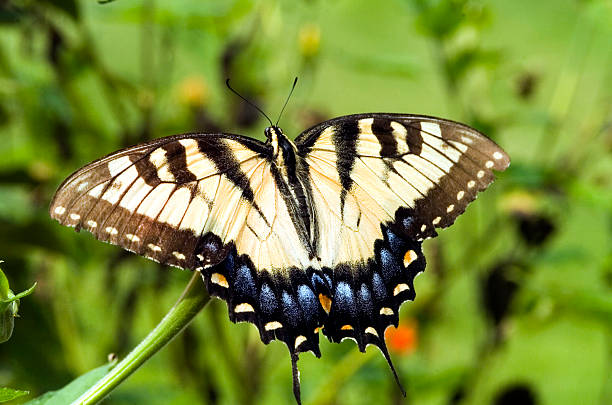 Tiger Swallowtail Butterfly stock photo