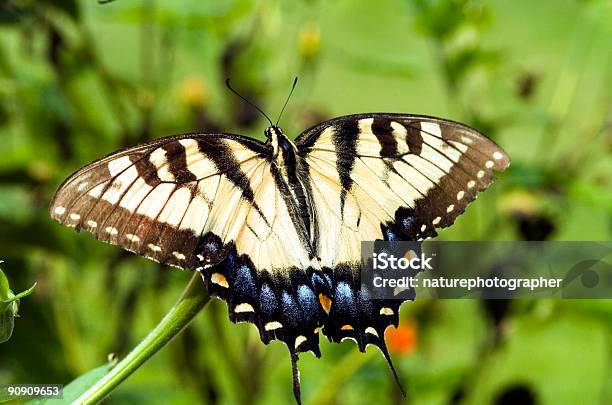 Tiger Swallowtail Butterfly Stock Photo - Download Image Now - Animal Wing, Butterfly - Insect, Color Image