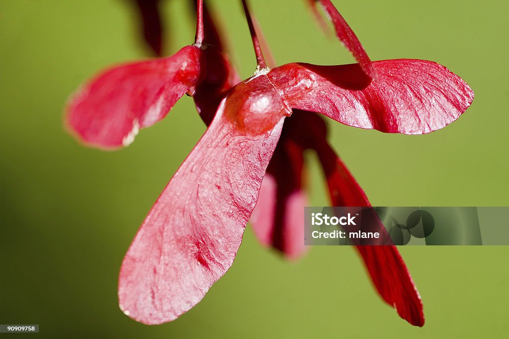 Semilla del arce rojo - Foto de stock de Arce libre de derechos