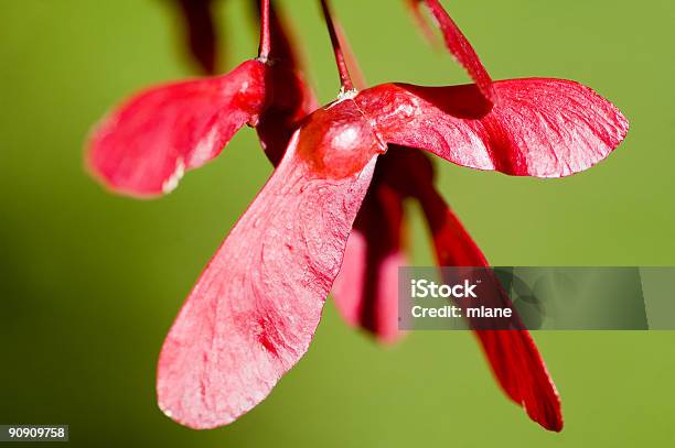 Semilla Del Arce Rojo Foto de stock y más banco de imágenes de Arce - Arce, Botánica, Color - Tipo de imagen