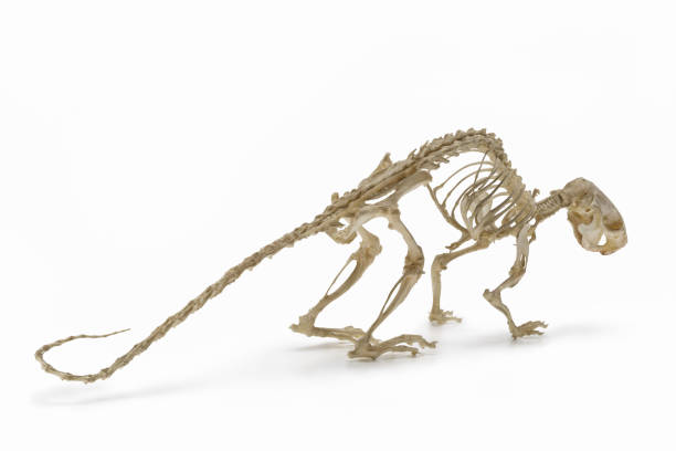 istock Natural skeleton of rat. 909098592