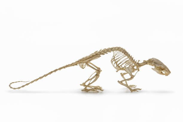 istock Rodents. Skeleton of rat (mouse). 909098612