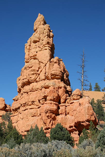 Hoodoo e Árvore - fotografia de stock