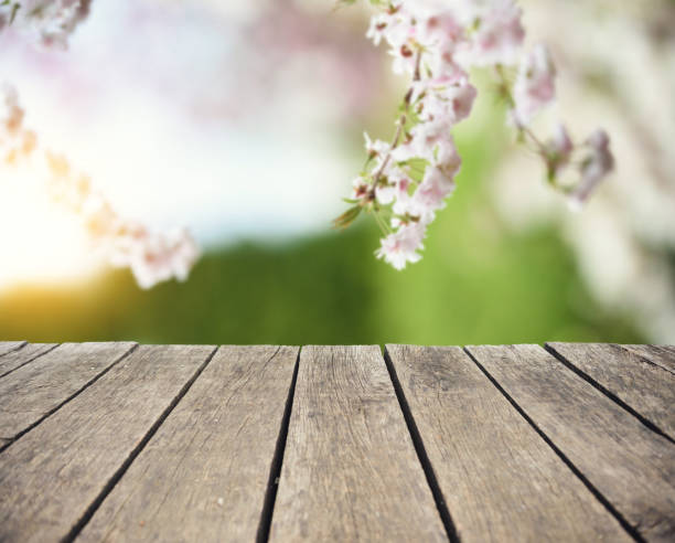 istock Prunus Subhirtella From Patio 909101290