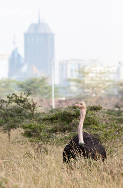 istock Ostrich with city skyline in background 909102062