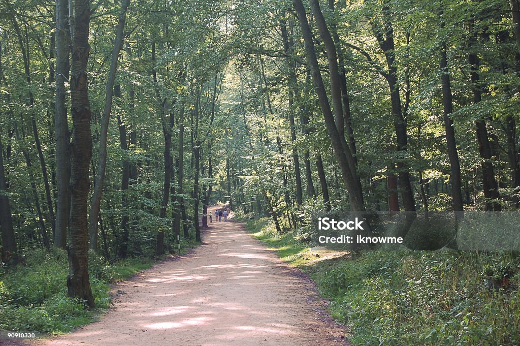 편안한 Woodland 멋진 - 로열티 프리 걷기 스톡 사진