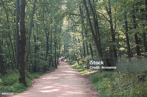 편안한 Woodland 멋진 걷기에 대한 스톡 사진 및 기타 이미지 - 걷기, 경관, 관목