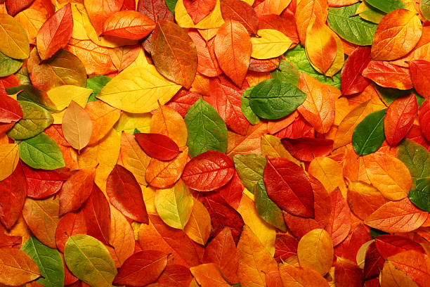 istock Background of colorful autumn leaves 90910366
