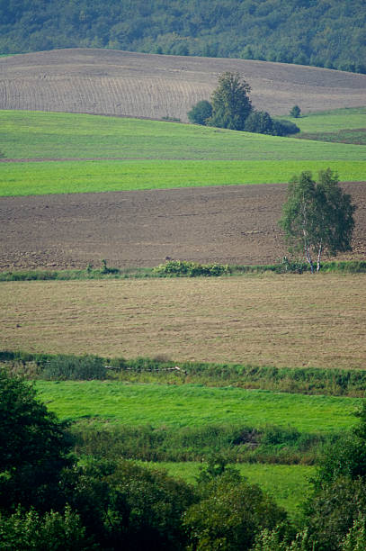 scena rurale - poland rural scene scenics pasture foto e immagini stock