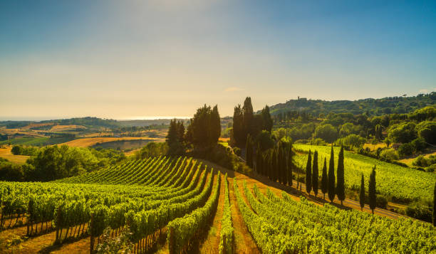 casale marittimo dorf, weinberge und landschaft in der maremma. toskana, italien. - rebberg stock-fotos und bilder