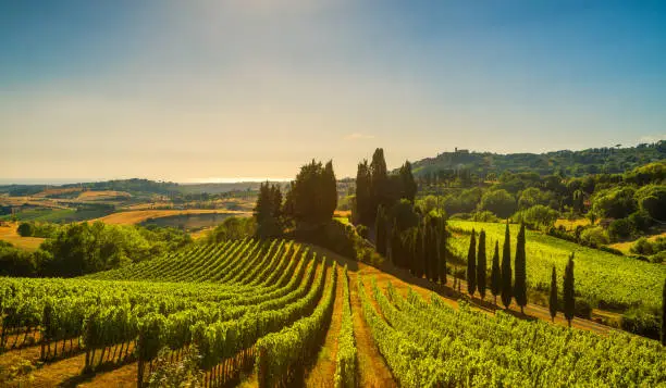 Casale Marittimo village, vineyards and countryside landscape in Maremma. Pisa Tuscany, Italy Europe.