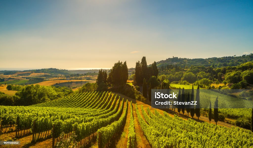 Vila Casale Marittimo, vinhas e a paisagem em Maremma. Toscana, Itália. - Foto de stock de Vinhedo royalty-free