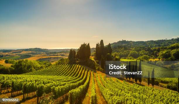 Foto de Vila Casale Marittimo Vinhas E A Paisagem Em Maremma Toscana Itália e mais fotos de stock de Vinhedo