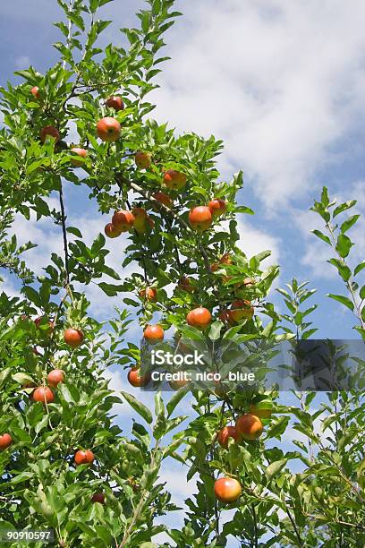 Apple Tree Stockfoto und mehr Bilder von Agrarbetrieb - Agrarbetrieb, Apfel, Apfelbaum