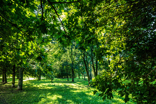 Green summer park vivid landscape. Colors of nature