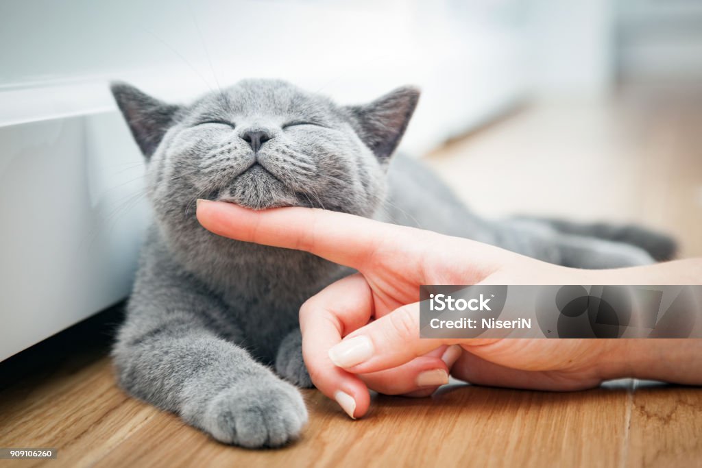 Heureux chaton aime être caressé par la main de la femme. - Photo de Chat domestique libre de droits