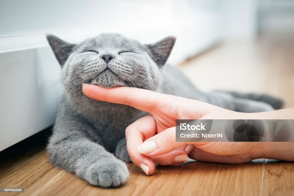 Happy kitten likes being stroked by woman's hand. Happy kitten likes being stroked by woman's hand. The British Shorthair Domestic Cat Stock Photo