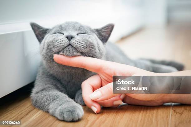 Happy Kitten Likes Being Stroked By Womans Hand Stock Photo - Download Image Now - Domestic Cat, Petting, Pets