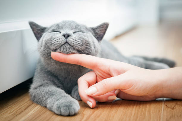 happy kitten likes being stroked by woman's hand. - gato imagens e fotografias de stock