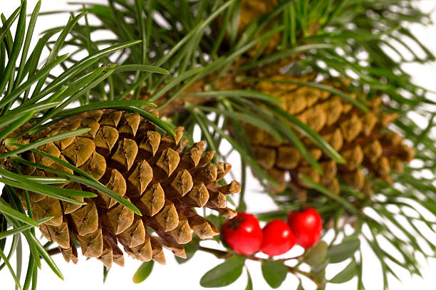istock christmas pine bunch with cones and berries 90910686