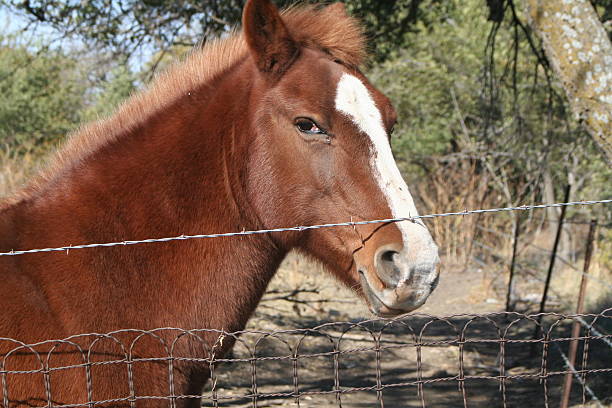 horse and fence stock photo