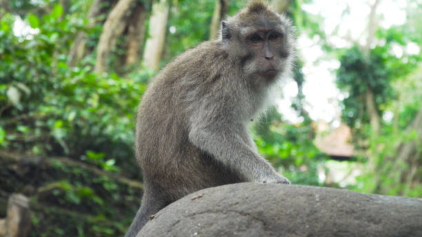 istock Monkeys in the forest in Bali 909110896