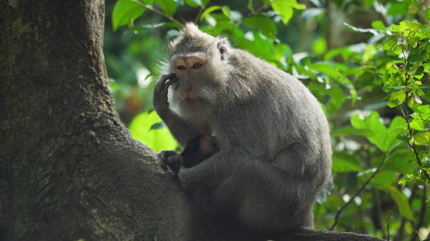 istock Monkeys in the forest in Bali 909111466