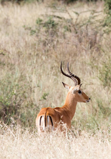 istock Male impala standing in tall grass 909111634
