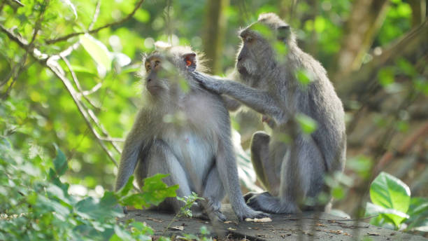 istock Monkeys in the forest in Bali 909111636