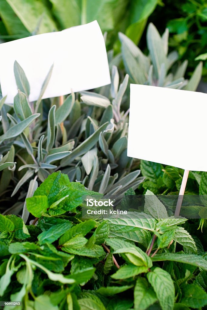 Fresh Herbs & Signs  Botany Stock Photo