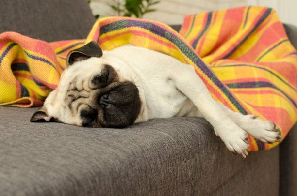istock Dog breed pug sleeping on sofa under the blanket 909114066