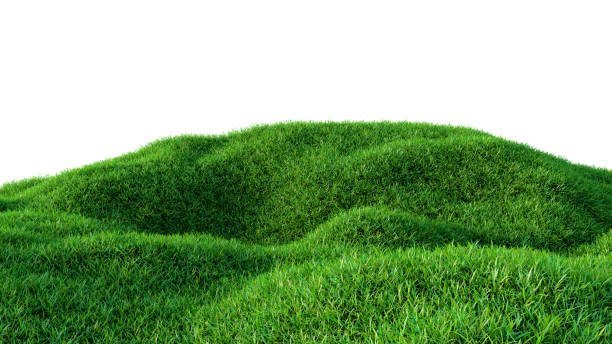 istock Green grass field isolated on white background 909114154