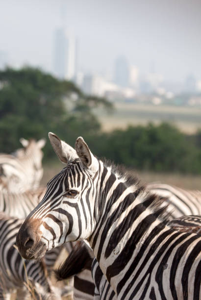 istock Zebras with city skyline in background 909115338