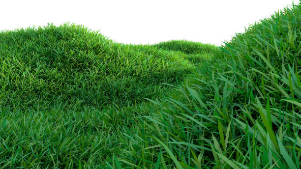 istock Green grass field isolated on white background 909117954