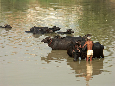 Indian man washing water buffalos in the river after the work in Rajasthan, India.