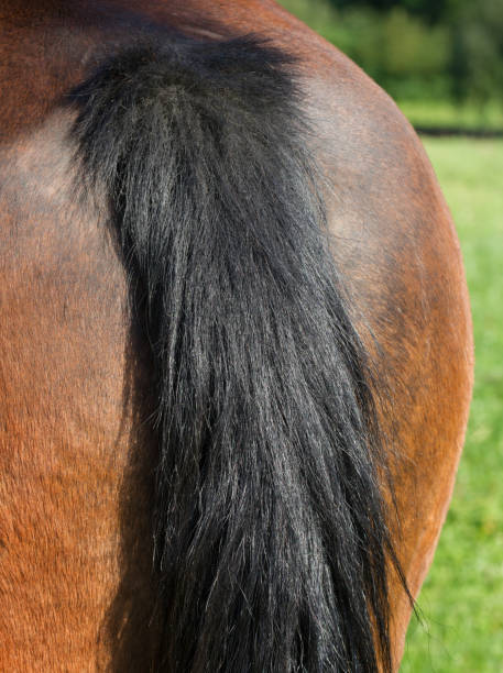 istock Back of horse. 909119186