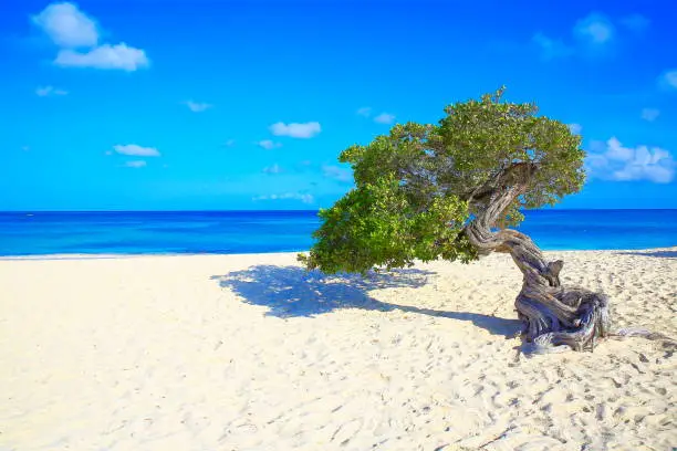 Tropical Beach in Aruba with lonely Divi Divi Tropical tree, summer paradise, Aruba – Dutch Antilles, Caribbean sea