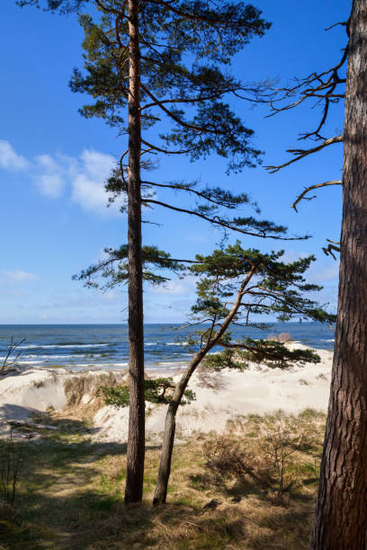 istock Baltic sea shore in Latvia. 909122834
